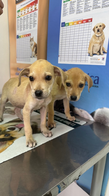Historia de rescate animal en Chocó - imagen 3