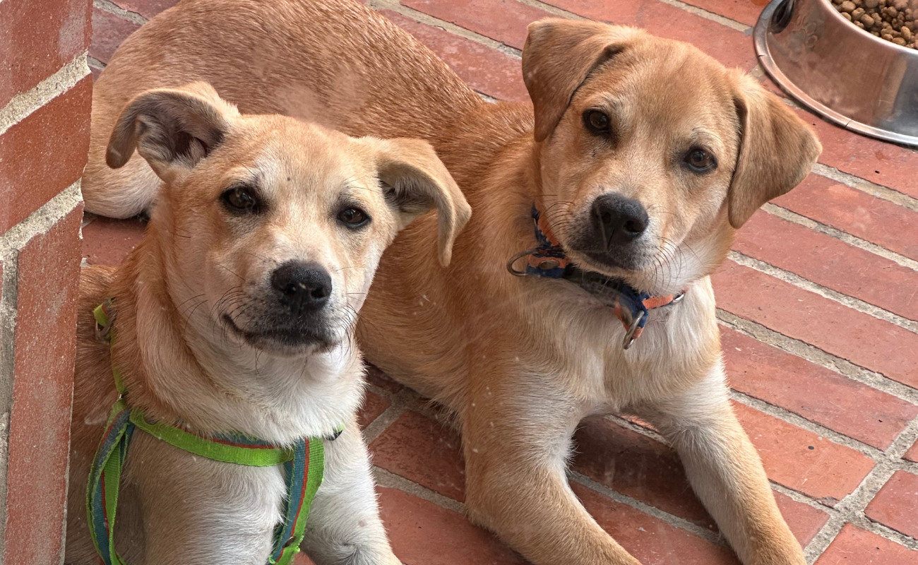 Bienestar animal y trabajo comunitario de Corazón de Huella - imagen 6